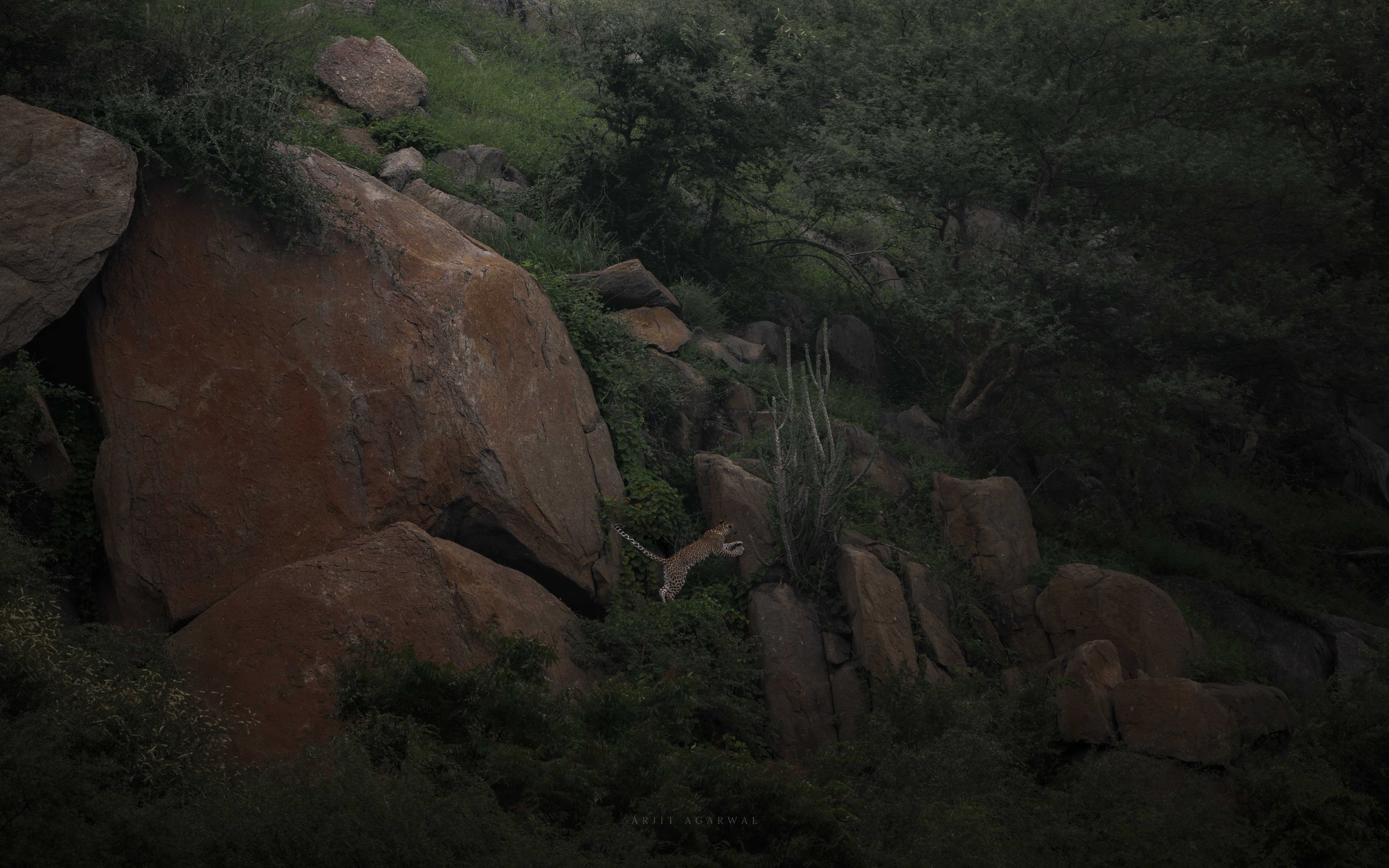 Leopard climbing through green-draped granite boulders, Jawai Hills, India